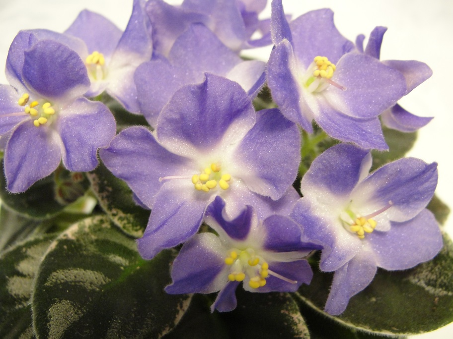 Shirl's Hawaiian Lei in 2" pot